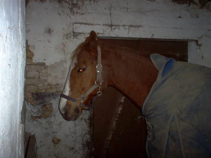 Anden særlig race robin (SOLGT) billede 9