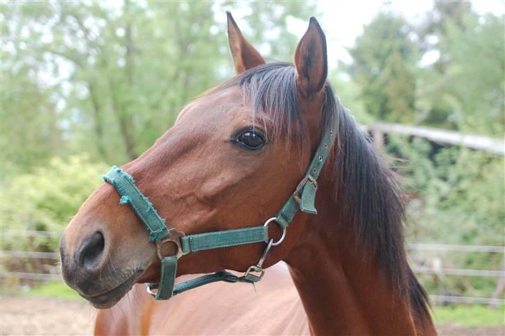Traver Gelmin Follo - Gelmin i sommers billede 1