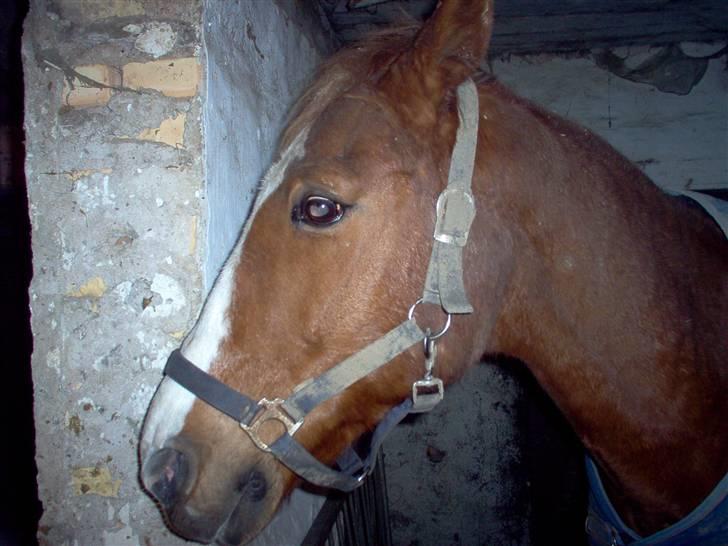 Anden særlig race robin (SOLGT) billede 10