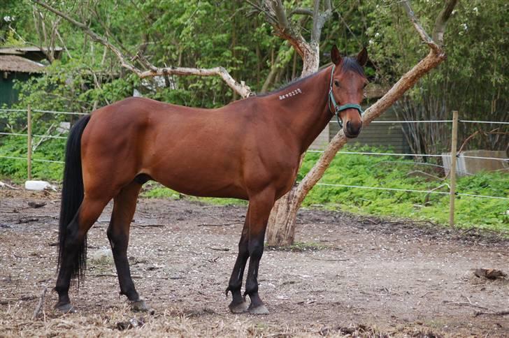 Traver Gelmin Follo - Gelmin på sommerfold. billede 5