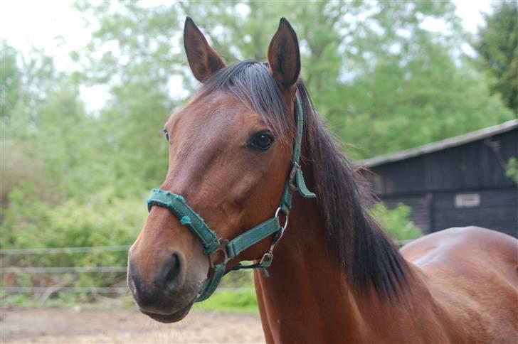 Traver Gelmin Follo billede 6