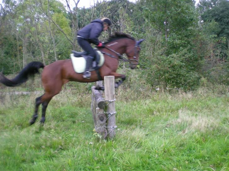 Traver Gelmin Follo - Da vi var på trænspringbanene med efterskolen. billede 9