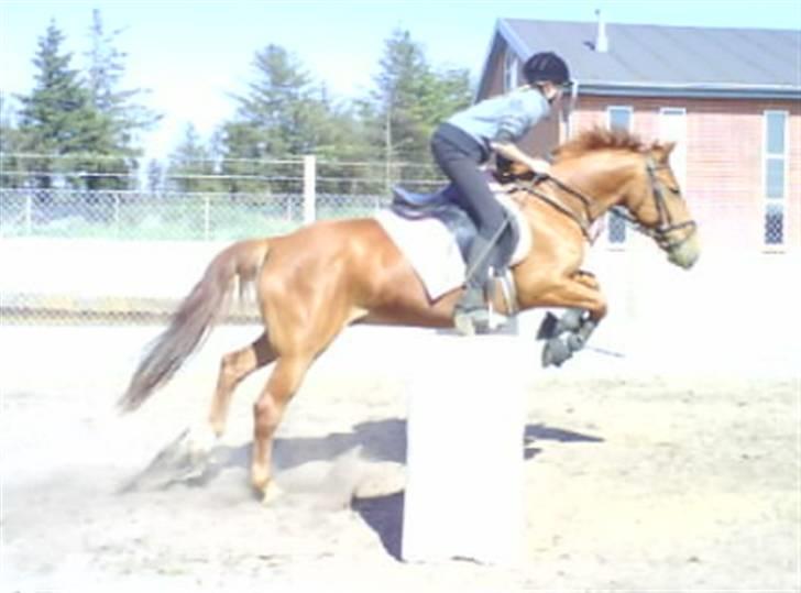 New Forest Vannetie - min smukke skatt <3 billede 1