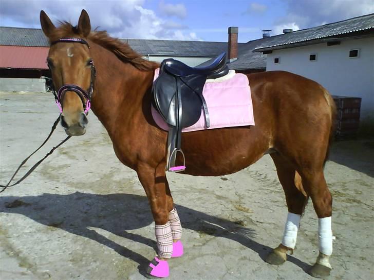 New Forest Vannetie - her salder vi hende op for føstet gang :D billede 2