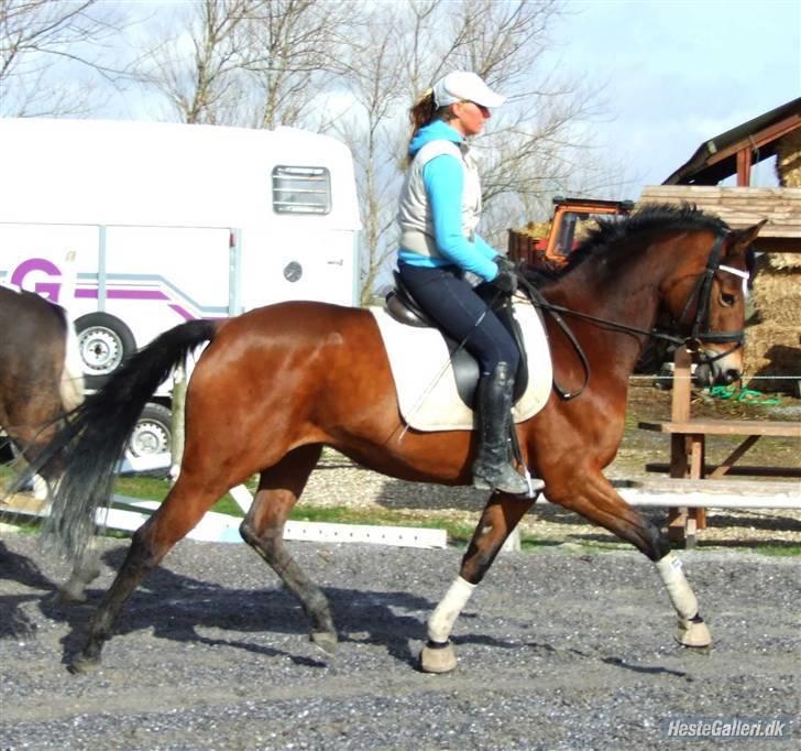 Trakehner Anastasia - Anna på lyngbro billede 9
