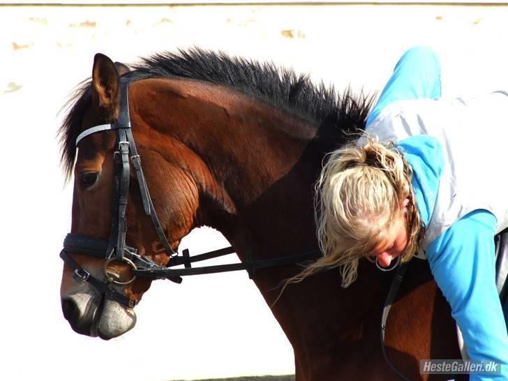 Trakehner Anastasia billede 11