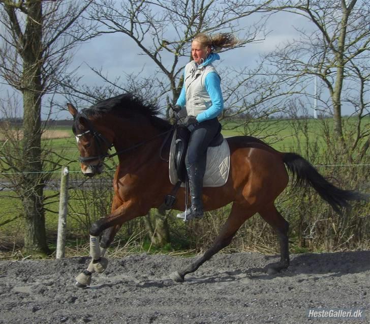 Trakehner Anastasia billede 12