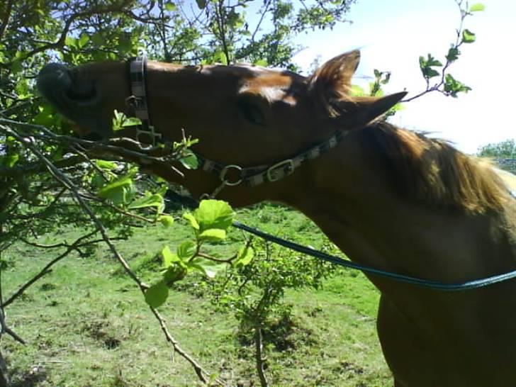 New Forest Vannetie - her prøver jeg min skat for første gang :D billede 5