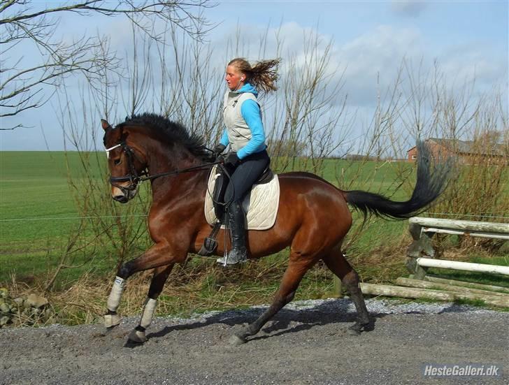 Trakehner Anastasia billede 15