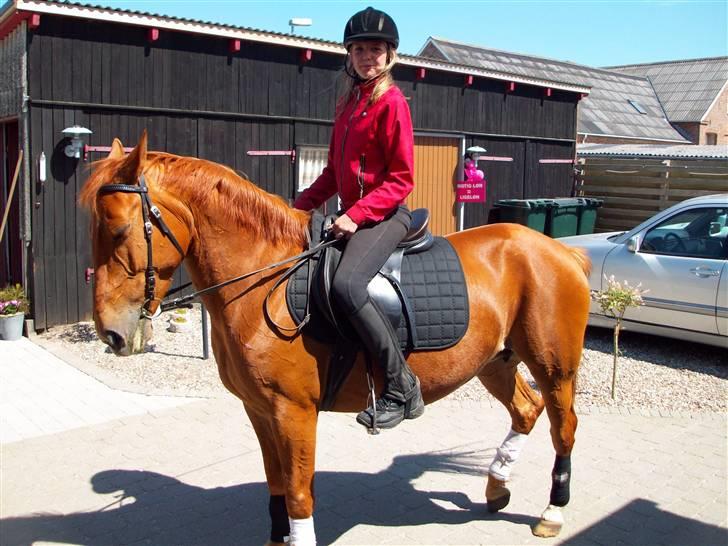 New Forest Vannetie - her ser jeg min dejige pony for første gang =) billede 6