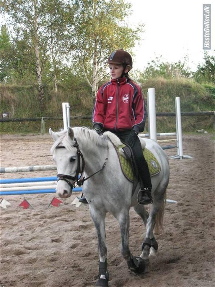 Welsh Pony (sec B) caramba R.I.P - obs.vender forkert billede 4