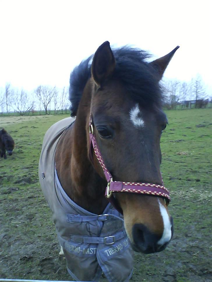 New Forest Jonie Skat<3!  billede 1