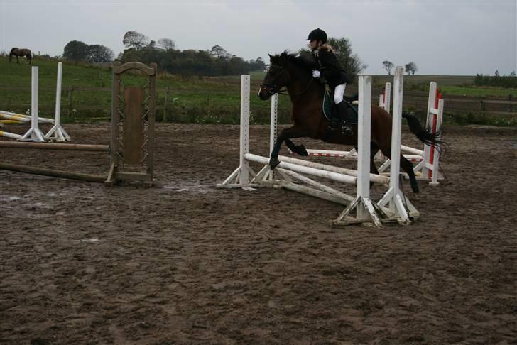 New Forest Jonie Skat<3!  billede 2