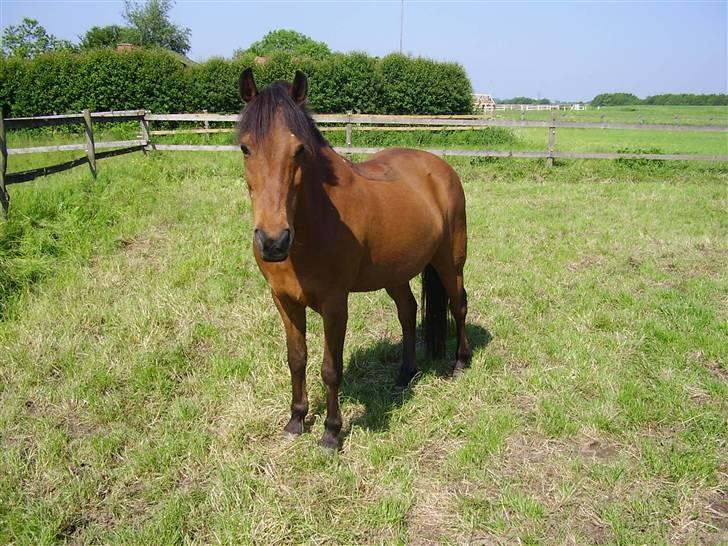 Anden særlig race Skipper - skipper på sommergræs 05 billede 2