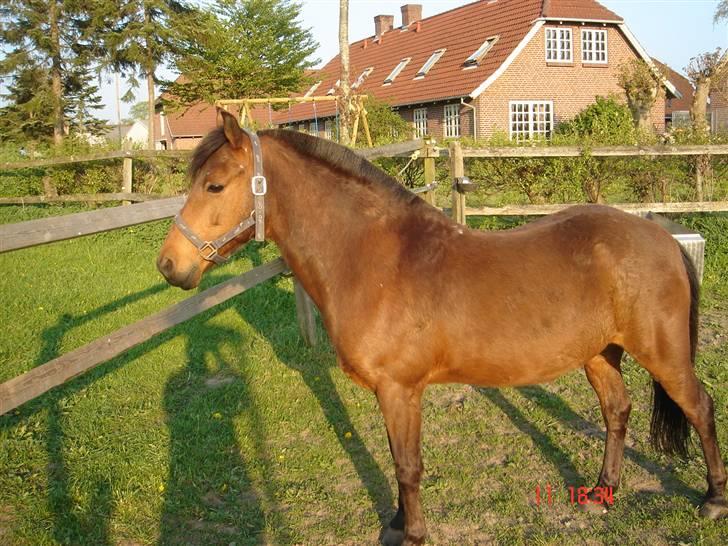 Anden særlig race Skipper - skipper rigtig tyk på sommergræs 06 billede 3
