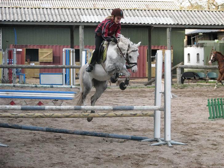Welsh Pony (sec B) caramba R.I.P - han er så dejlig billede 5