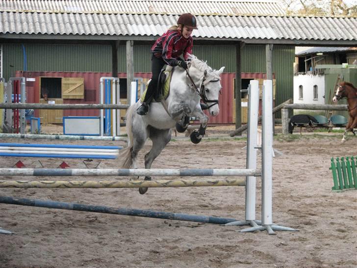 Welsh Pony (sec B) caramba R.I.P - han er så dejlig billede 5