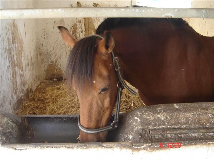 Anden særlig race Skipper - Dejligt med et godt måltid mad til en stor ædedolk : ) billede 4