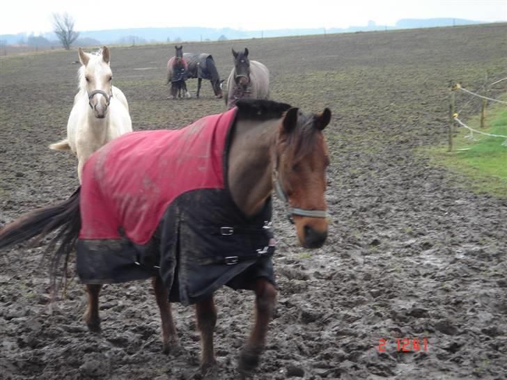 Anden særlig race Skipper - dejlig vinter mudder fold 06/07 billede 5