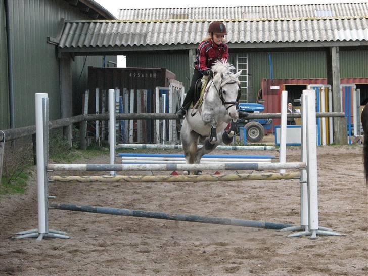 Welsh Pony (sec B) caramba R.I.P - jeg har ingen andre som dig "mit et og alt" billede 6