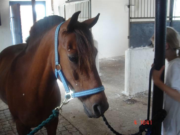 Anden særlig race Skipper billede 6