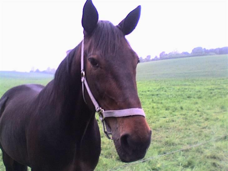 Traver Ginkgo Star (Gammel Part) - Ginkgo nede på engen hvor han qår oq hyqqer siq (: billede 6