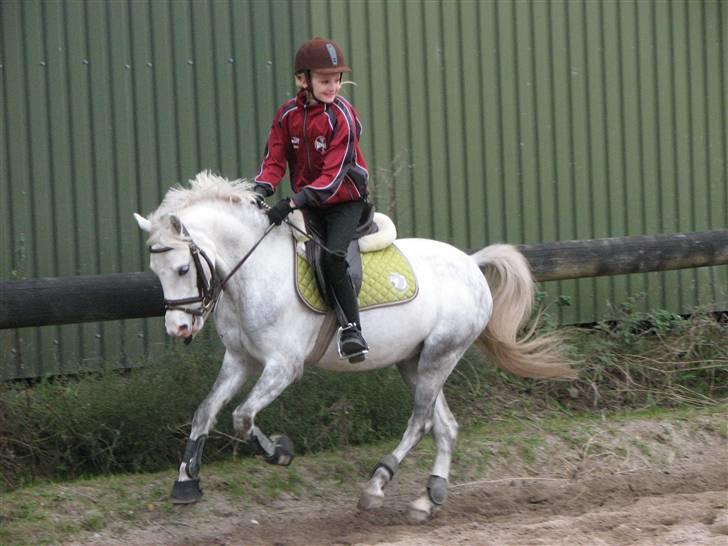 Welsh Pony (sec B) caramba R.I.P - fuld fart på spring banen billede 7