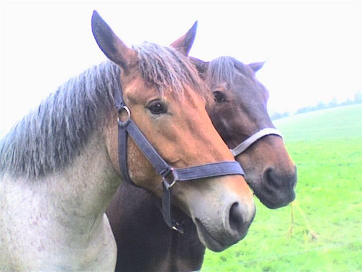 Traver Ginkgo Star (Gammel Part) - Ginkgo oq Bertha (: billede 7