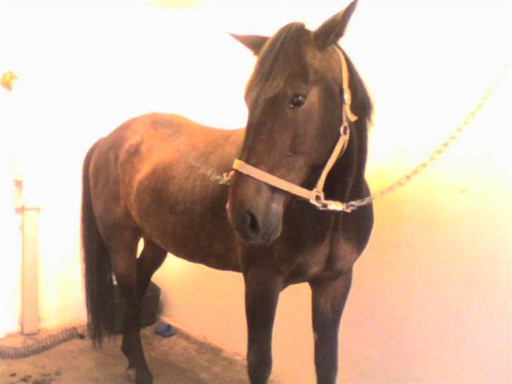 Traver Ginkgo Star (Gammel Part) billede 8