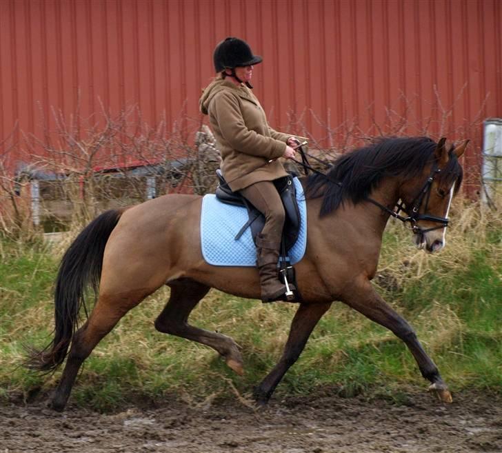 Sportsaraber (A) Zeppelin - bemærk Zeppelins ben billede 11