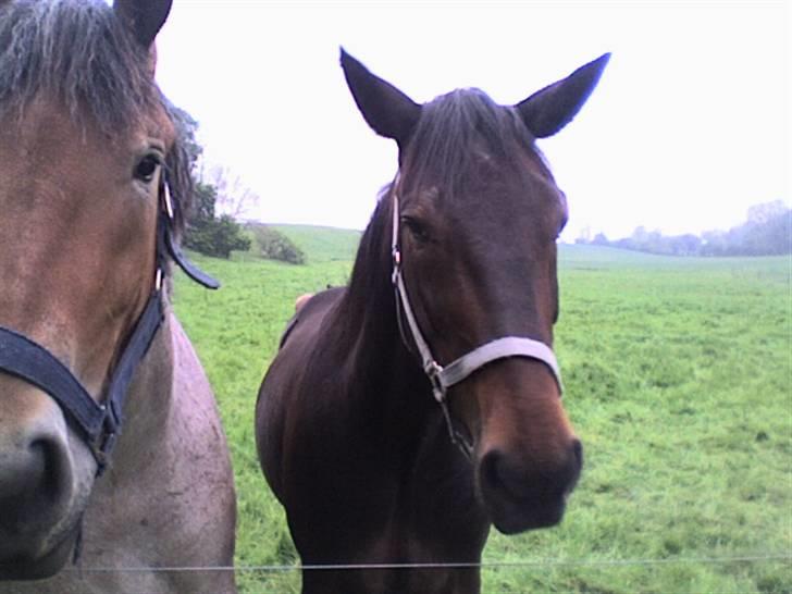 Traver Ginkgo Star (Gammel Part) billede 9