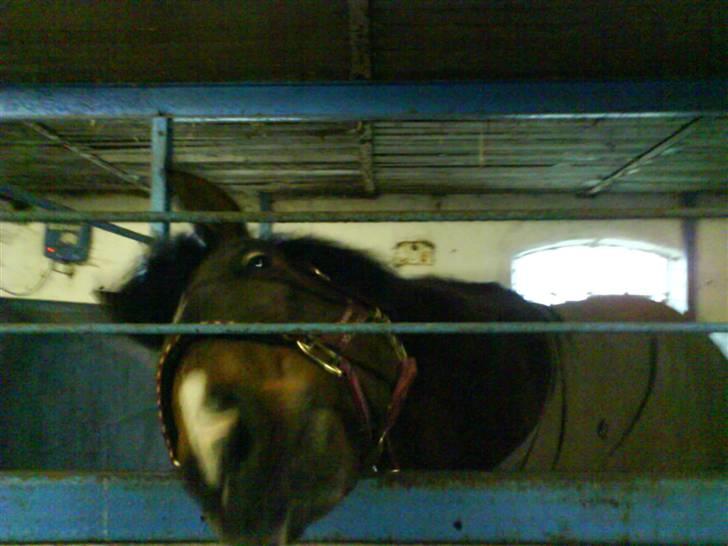 New Forest Jonie Skat<3!  billede 3