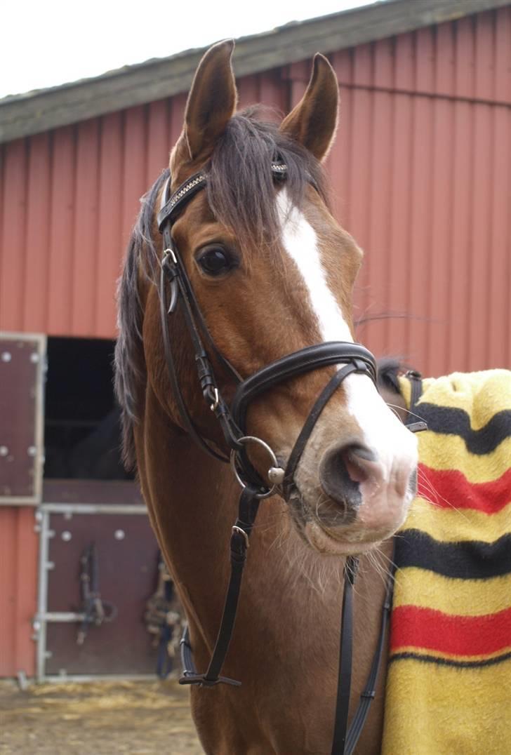 Sportsaraber (A) Zeppelin - smukke smukke Zeppelin billede 12