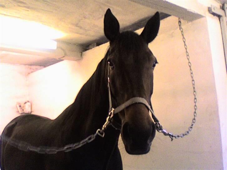 Traver Ginkgo Star (Gammel Part) billede 10