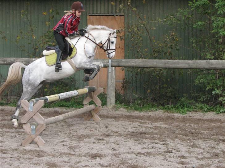 Welsh Pony (sec B) caramba R.I.P - ved ikke hvor højt det er. til stævner springer vi snart mb. og til træning s klasser billede 8