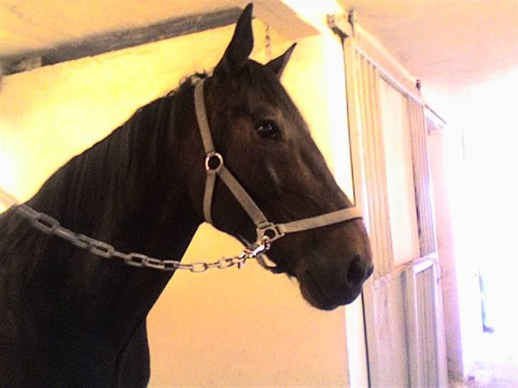 Traver Ginkgo Star (Gammel Part) billede 11