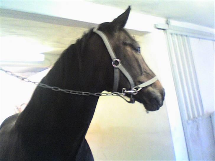 Traver Ginkgo Star (Gammel Part) billede 12