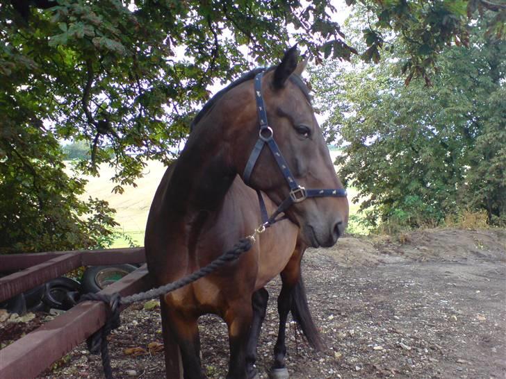 Traver Ginkgo Star (Gammel Part) - Ginkgo i sommers (:  billede 13