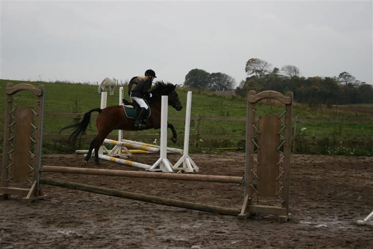 New Forest Jonie Skat<3!  billede 5