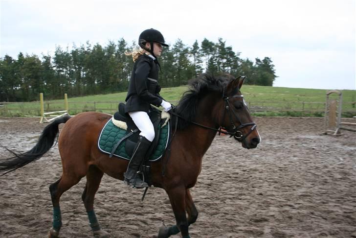 New Forest Jonie Skat<3!  billede 6