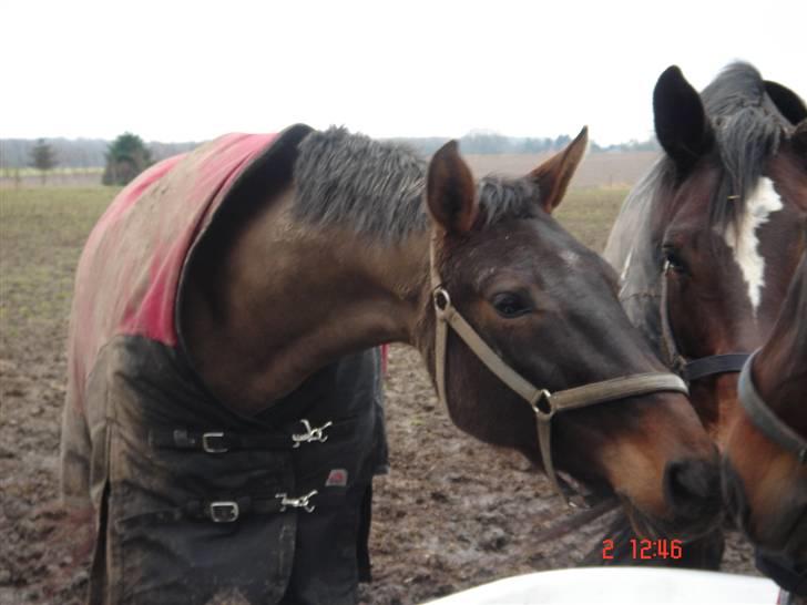 Dansk Varmblod Helia Enemærke *SOLGT* (Himmelhest) - Dejlig beskidt hest på mudret vinterfold billede 4