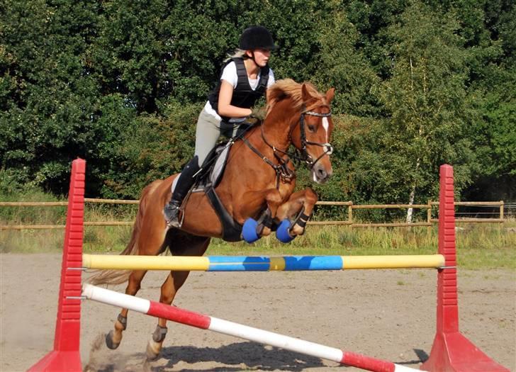 Anden særlig race Mr. Magic B-pony SOLGT - spring d. 14/9 2008 billede 13