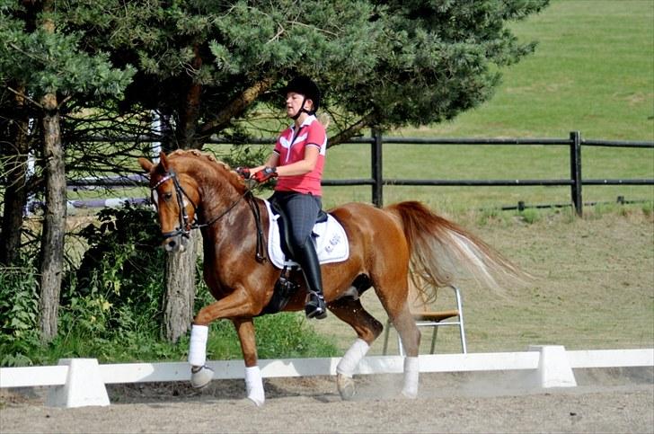 Anden særlig race Mr. Magic B-pony SOLGT - dressur træningjuli 2010 billede 14