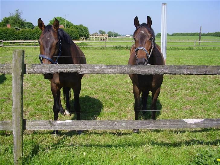 Dansk Varmblod Helia Enemærke *SOLGT* (Himmelhest) - Helia sammen med chey´s mor Mirage.. De hygger sig på sommerfold billede 5