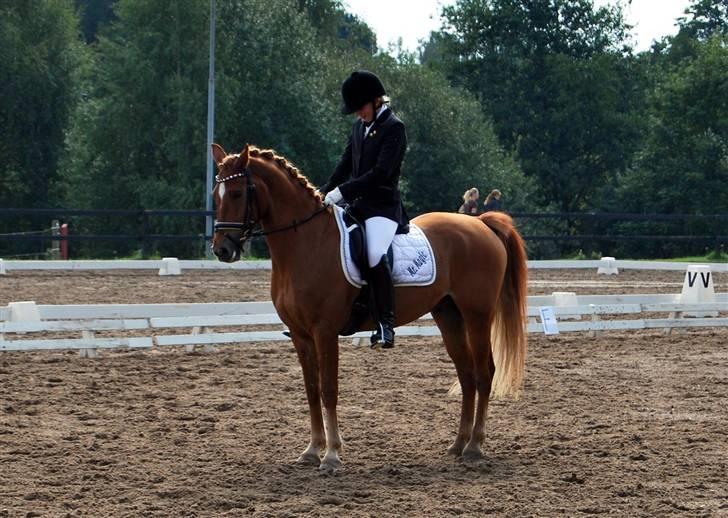 Anden særlig race Mr. Magic B-pony SOLGT - Vestegnesmester d.7/9 2008  billede 15