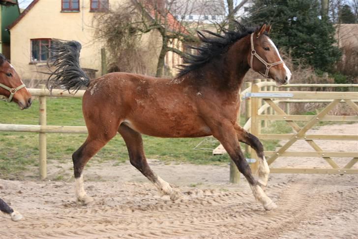 Dansk Varmblod Quentel Lindell - 23/2-08 billede 8