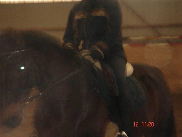 Dansk Varmblod Helia Enemærke *SOLGT* (Himmelhest) billede 6