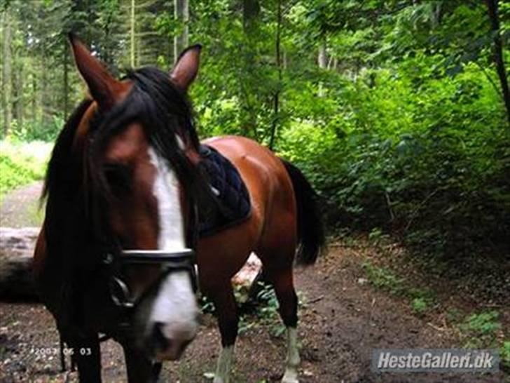 Sportsaraber (A) Boheme "solgt" - så er vi i skoven.. <33 billede 15