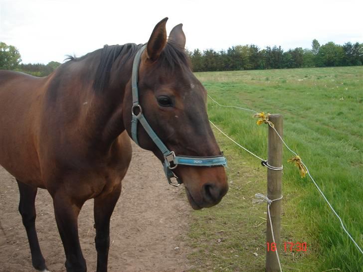 Dansk Varmblod Helia Enemærke *SOLGT* (Himmelhest) billede 7