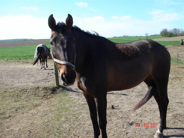 Dansk Varmblod Helia Enemærke *SOLGT* (Himmelhest) billede 8